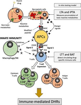 Model Based Evaluation of Hypersensitivity Adverse Drug Reactions to Antimicrobial Agents in Children